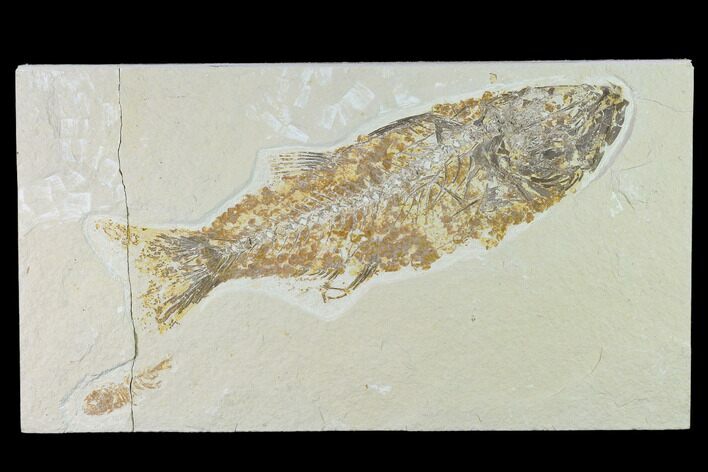 Bargain, Fossil Fish (Mioplosus) - Uncommon Species #138457